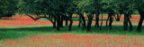 Indian Paintbrushes and Scattered Oaks  Texas Hill Co  Texas  USA