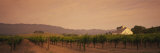 Trees in a Vineyards  Napa Valley  California  USA