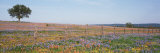 Texas Bluebonnets and Indian Paintbrushes in a Field  Texas Hill Country  Texas  USA