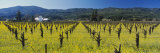 House in a Vineyard  Napa Valley  California  USA