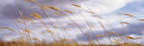 Wheat Stalks Blowing  Crops  Field  Open Space