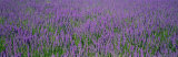 Field of Lavender  Hokkaido  Japan