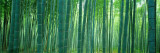 Bamboo Forest  Sagano  Kyoto  Japan