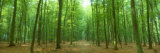 Pathway Through Forest  Mastatten  Germany