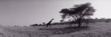 Giraffe on the Plains  Kenya  Africa