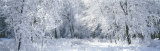 Winter  Forest  Yosemite National Park  California  USA