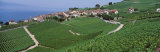Lake of Geneva  Vineyards  Rivaz  Switzerland