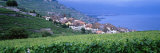 Lake of Geneva  Vineyards  Rivaz  Switzerland