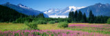 Fireweed  Mendenhall Glacier  Juneau  Alaska  USA