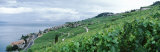 Lake of Geneva  Vineyards  Rivaz  Switzerland