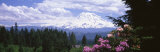 Mount Rainier and Spring Rhododendrons  Graham  Washington State  USA