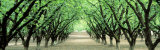 Hazel Nut Orchard  Dayton  Oregon  USA