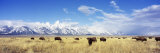 Bison Herd  Grand Teton National Park  Wyoming  USA