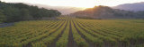 Sunset  Vineyard  Napa Valley  California  USA