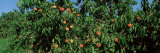 Low Angle View of Peaches Growing on a Peach Tree  Michigan  USA