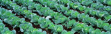 Cabbage  Yamhill Co  Oregon  USA
