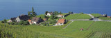Aerial View of Vineyards by a Lake  Lake Geneva  Vaud  Switzerland