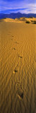 Footprints  Death Valley National Park  California  USA