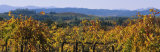 High Angle View of a Field  Alexander Valley  Napa  California  USA