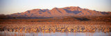 Sandhill Crane  Bosque Del Apache  New Mexico  USA