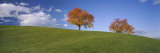 Cherry Trees on a Hill  Cantone Zug  Switzerland