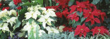 Close-Us of Red and White Poinsettias