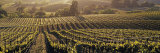 Aerial View of Rows Crop in a Vineyard  Careros Valley  California  USA