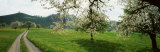 Dirt Road Through Meadow of Dandelions  Zug  Switzerland