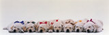 Labrador Puppies Wearing Bows  Sleeping
