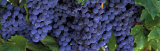 Grapes on the Vine  Napa  California  USA