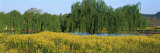 Mustard Plants  Silverado Trail  Napa County  California  USA