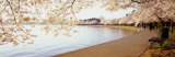 Cherry Blossoms  Washington DC  District of Columbia  USA