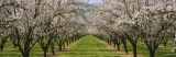 Almond Trees in an Orchard  California  USA