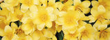 Close-up of Yellow Tulips