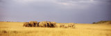 Elephant Herd  Maasai Mara Kenya