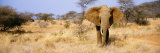 Elephant  Somburu  Kenya  Africa