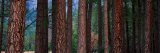 Ponderosa Pines in Yosemite National Park  California  USA