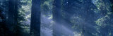 Morning Light and Fog  Redwood and Douglas Fir Trees  Redwood National Park  California  USA