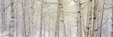 Autumn Aspens with Snow  Colorado  USA