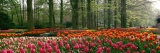 Keukenhof Garden  Lisse  the Netherlands