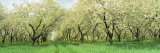 Rows of Cherry Tress in an Orchard  Minnesota  USA