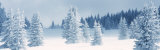 Fresh Snow on Pine Trees  Taos County  New Mexico  USA