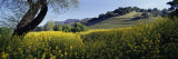 Mustard Flowers in a Field  Napa Valley  California  USA