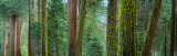 Cedars and Pines  Yosemite National Park  California  USA
