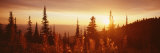 Firweed at Sunset  Whitefish  Montana  USA