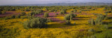 High Angle View of Wildflowers in a Landscape  Santa Rosa  Sonoma Valley  California  USA