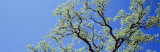 Oak Tree  California  USA
