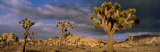 Joshua Tree National Park  California  USA