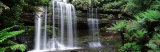 Rainforest  Mt Field National Park  Tasmania  Australia