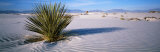 White Sands National Monument  New Mexico  USA